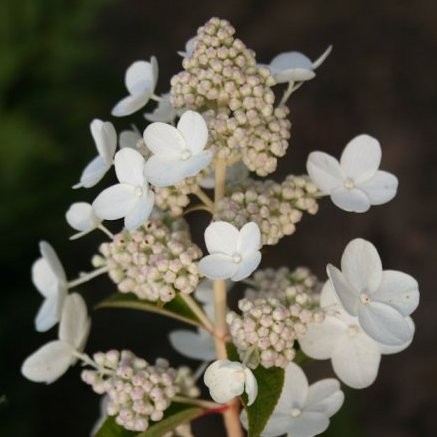 HYDRANGEA paniculata Prim...