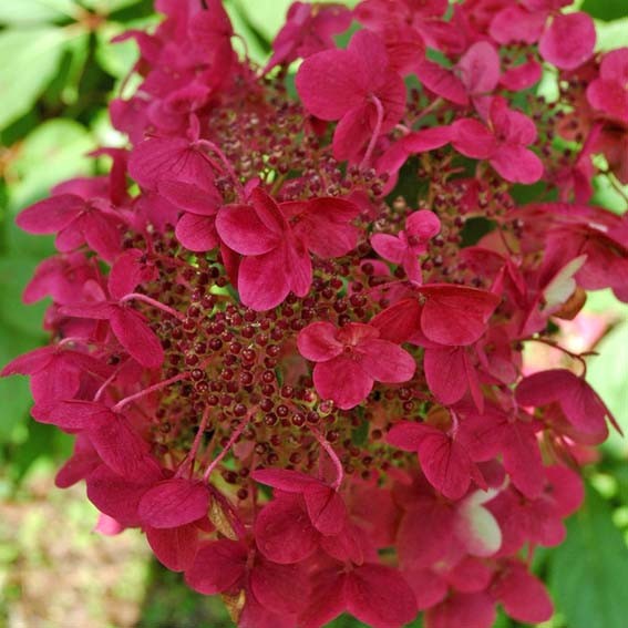 HYDRANGEA paniculata...