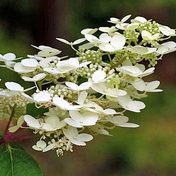 HYDRANGEA paniculata...