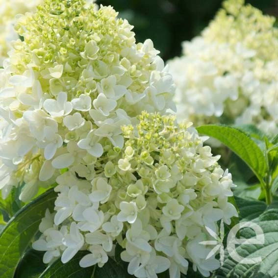 HYDRANGEA paniculata Silver...