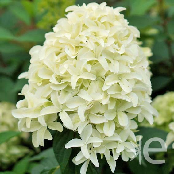 HYDRANGEA paniculata...