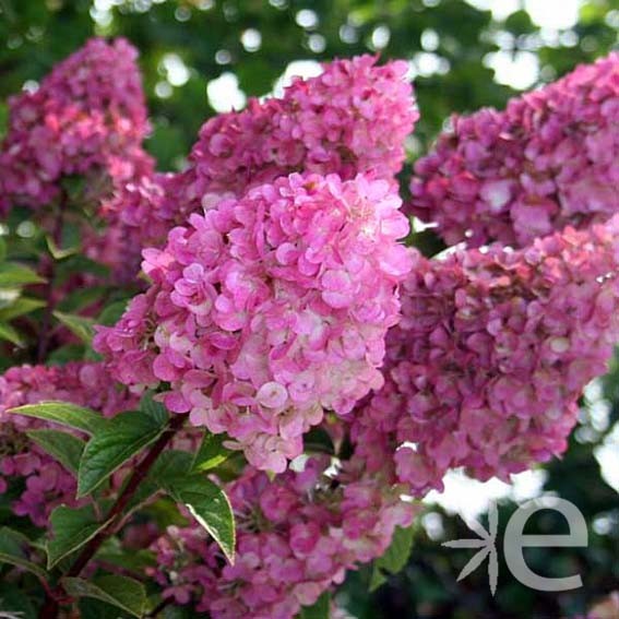 HYDRANGEA paniculata Sundae...