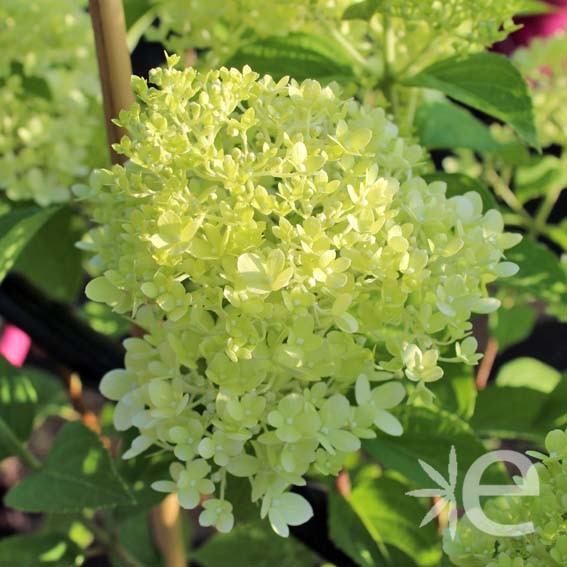 HYDRANGEA paniculata Sweet...