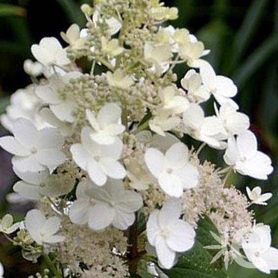 HYDRANGEA paniculata...