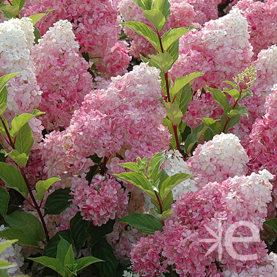 HYDRANGEA paniculata...