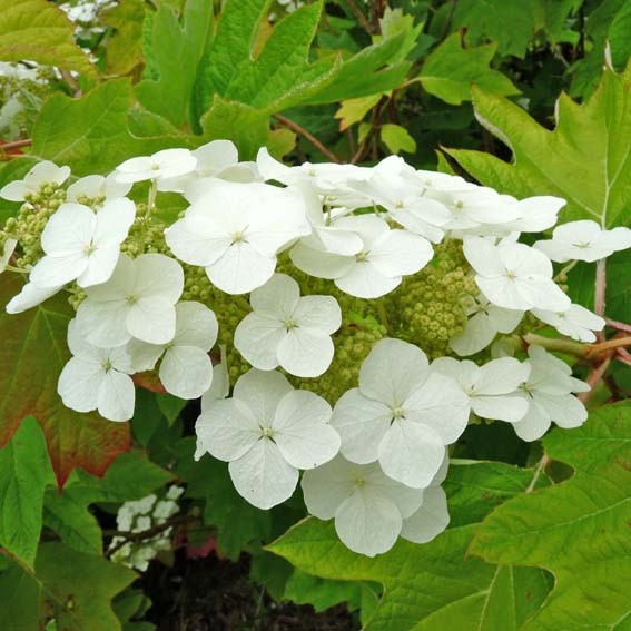 HYDRANGEA quercifolia Alice...