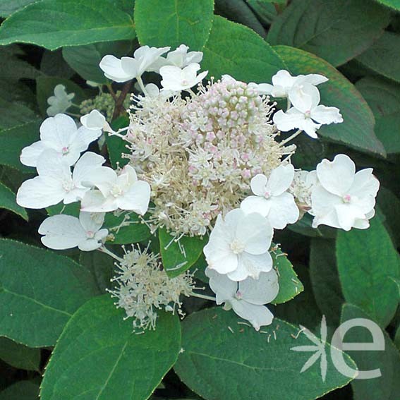 HYDRANGEA quercifolia Ice...