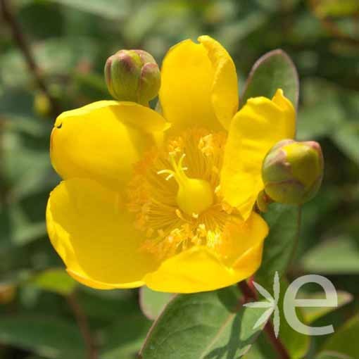 HYPERICUM hookerianum...