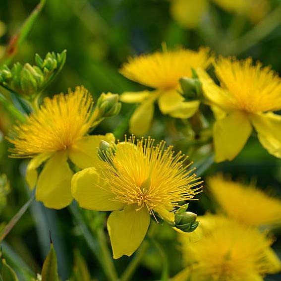 HYPERICUM kalmianum Gemo...