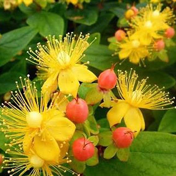 HYPERICUM x inodorum...