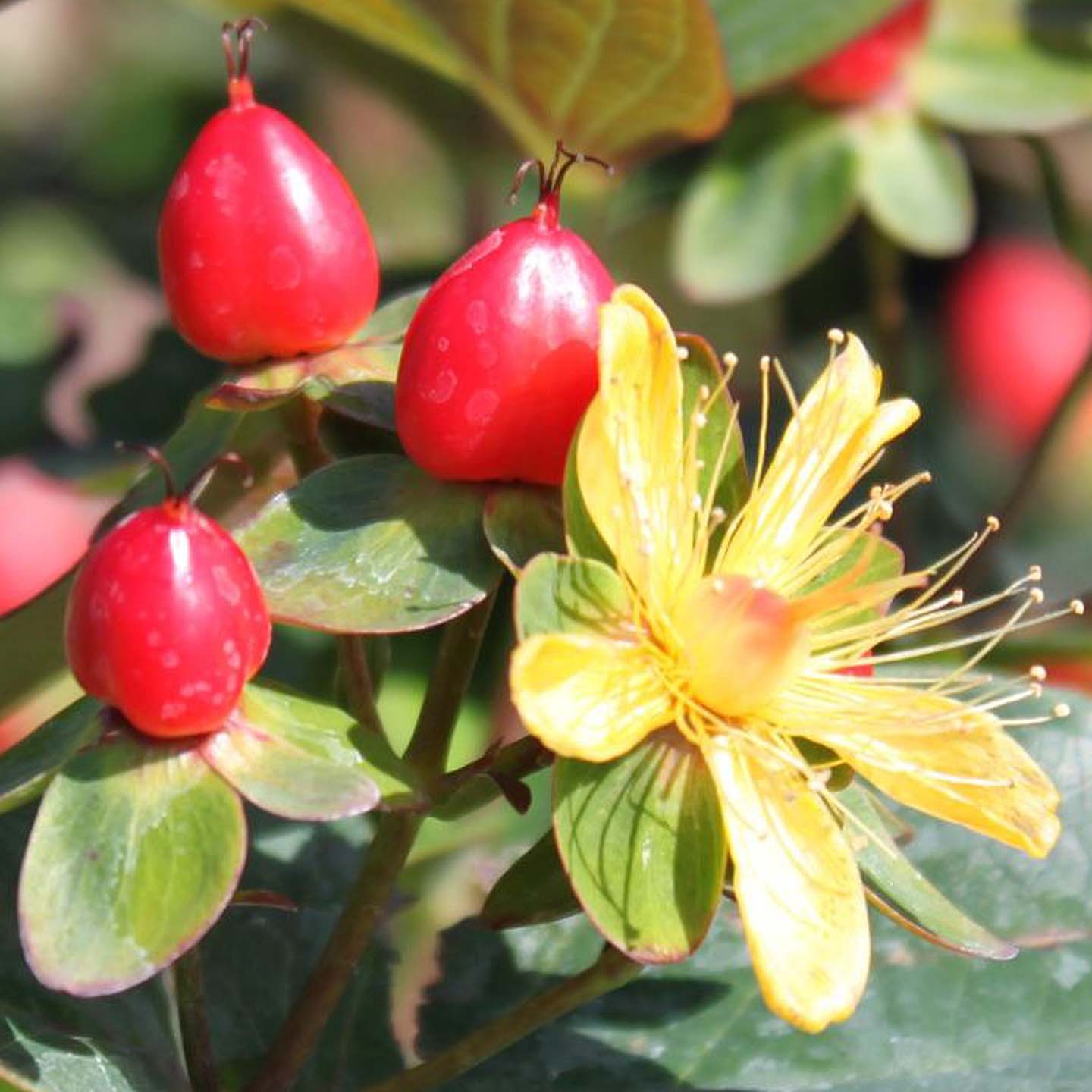 HYPERICUM x inodorum...