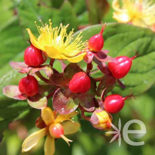 HYPERICUM x inodorum...