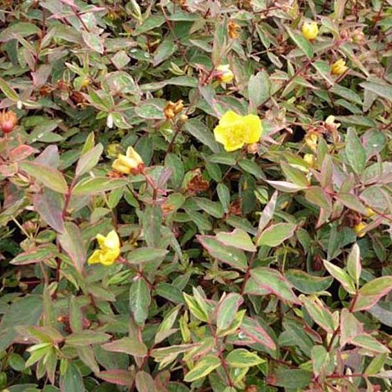 HYPERICUM x moserianum...