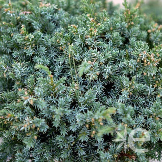 JUNIPERUS chinensis Blue...