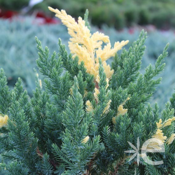 JUNIPERUS chinensis Expansa...