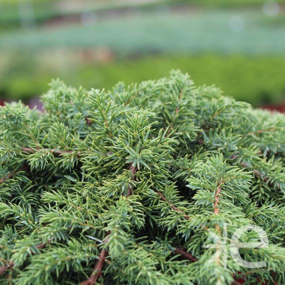 JUNIPERUS communis Green...