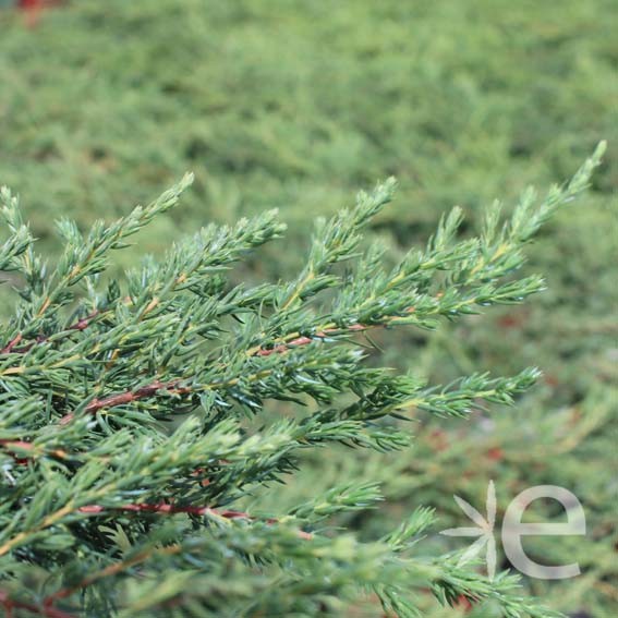 JUNIPERUS communis Repanda...