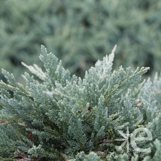 JUNIPERUS horizontalis Blue...