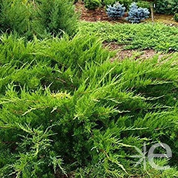 JUNIPERUS media Mint Julep...