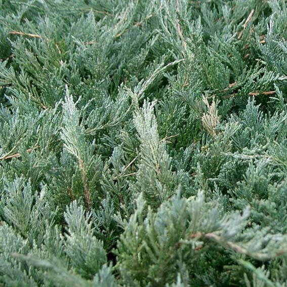 JUNIPERUS media Pfitzeriana...