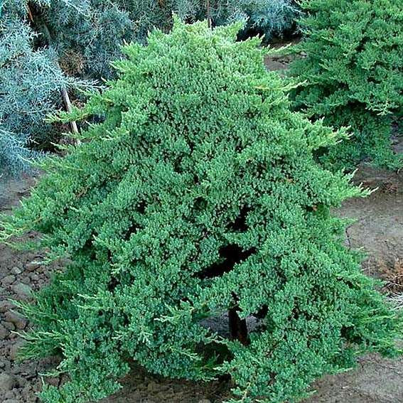 JUNIPERUS procubens Nana...