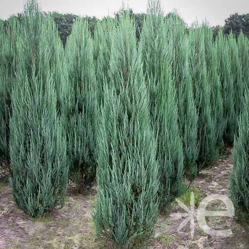 JUNIPERUS scopulorum Blue...