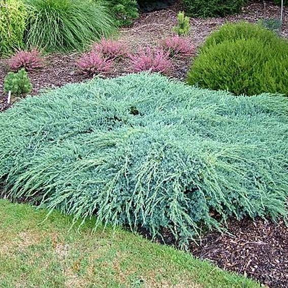 JUNIPERUS squamata Blue...