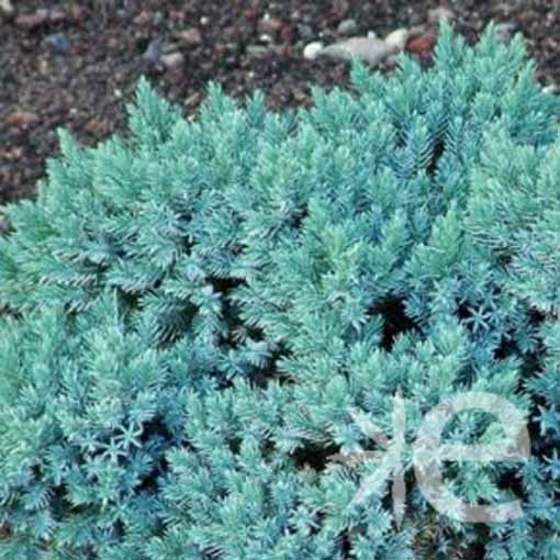 JUNIPERUS squamata Blue...