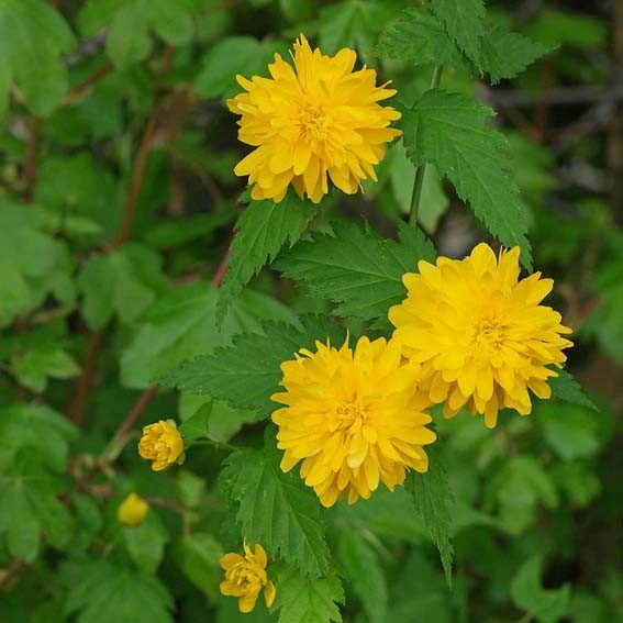 KERRIA japonica Pleniflora...