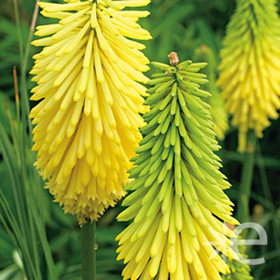 KNIPHOFIA x Popsicle Lemon...