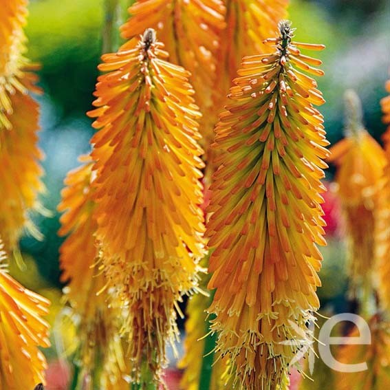 KNIPHOFIA popsicle Mango ®...