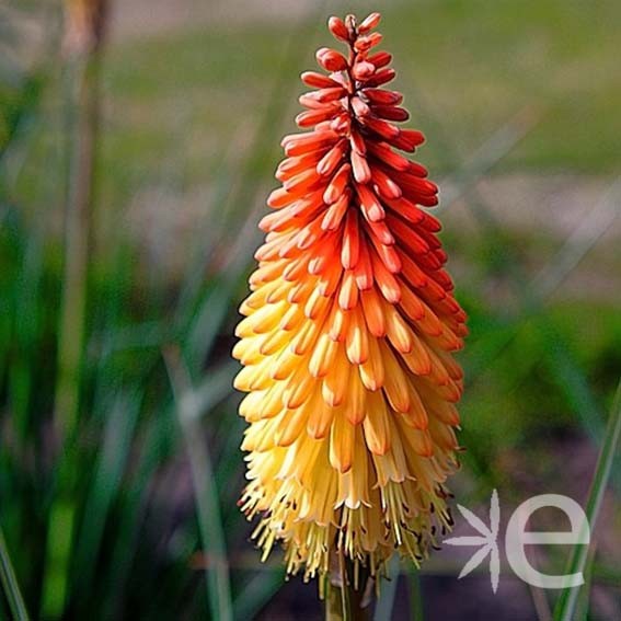 KNIPHOFIA popsicle Orange...