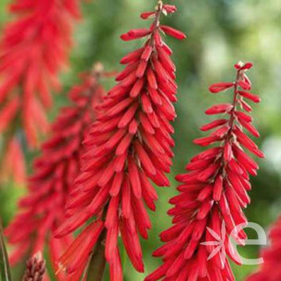 KNIPHOFIA popsicle Red Hot...