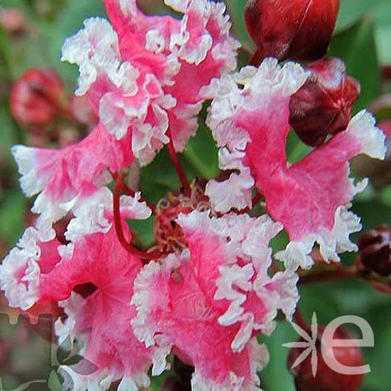 LAGERSTROEMIA indica...