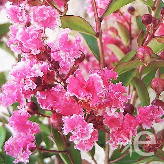 LAGERSTROEMIA indica...