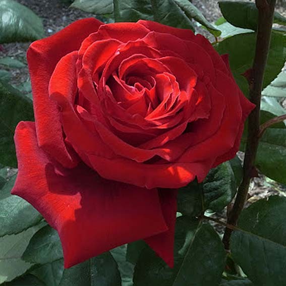 ROSIER parfumé Le Grand...