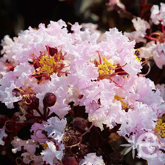 LAGERSTROEMIA indica Black Solitaire ® Blush CTR 6L