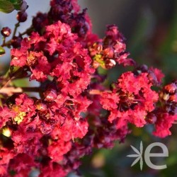 LAGERSTROEMIA indica Black Solitaire ® Crimson Red CTR 6L