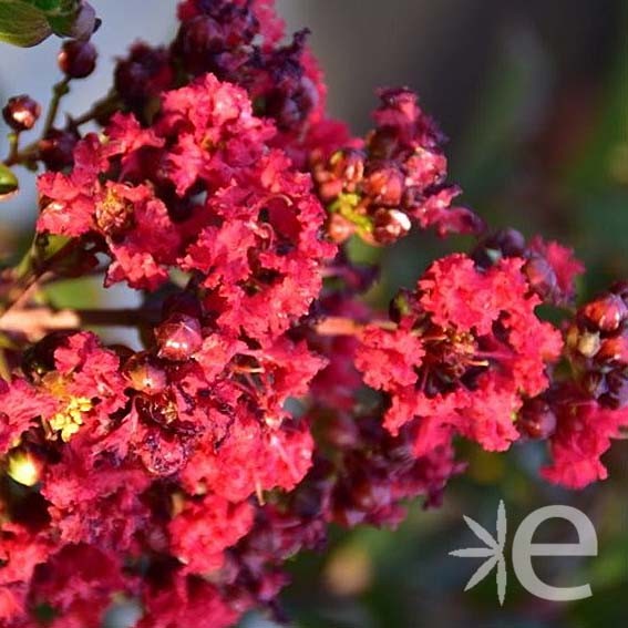 LAGERSTROEMIA indica Black...