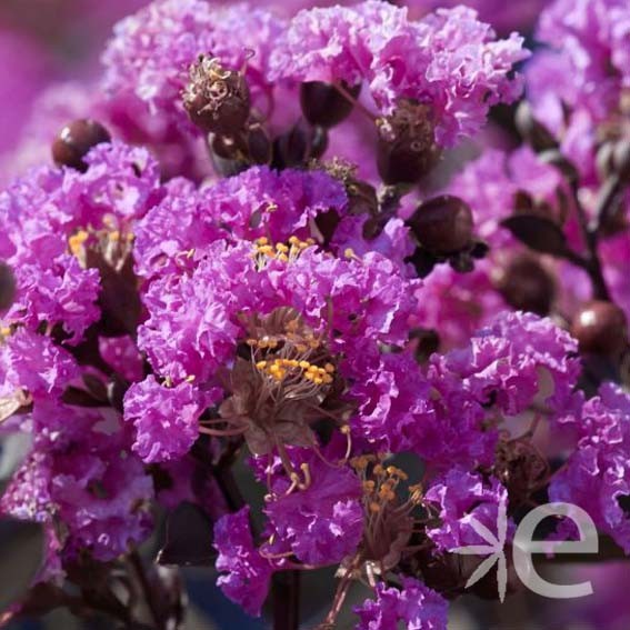 LAGERSTROEMIA indica Black Solitaire ® Purely Purple CTR 3L