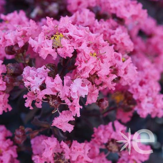 LAGERSTROEMIA indica Black...