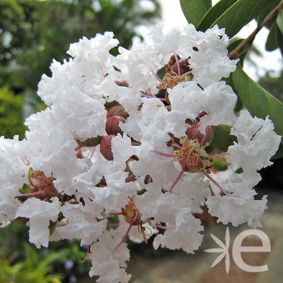 LAGERSTROEMIA indica blanc...