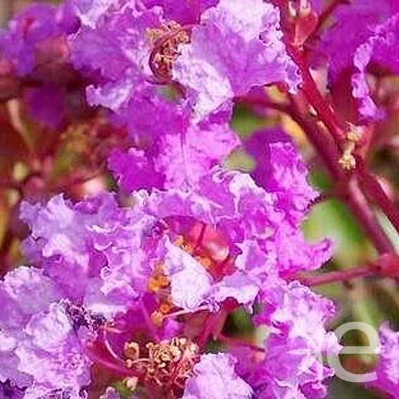 LAGERSTROEMIA indica...