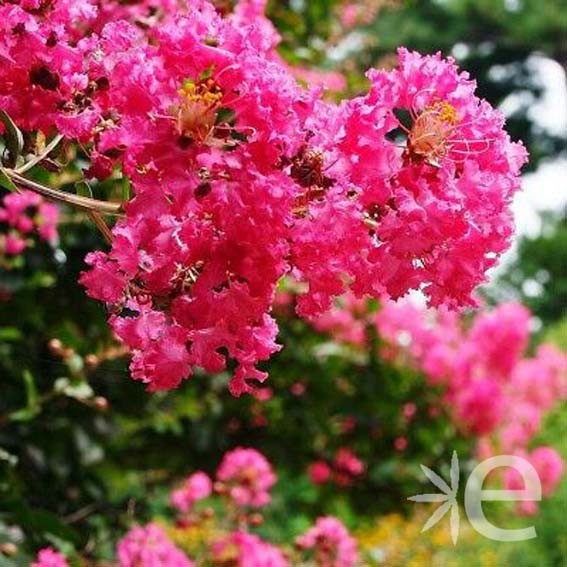 LAGERSTROEMIA indica...