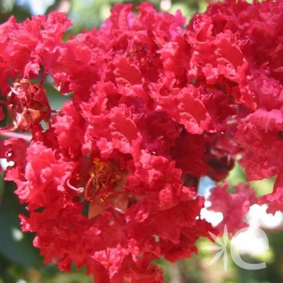 LAGERSTROEMIA indica...