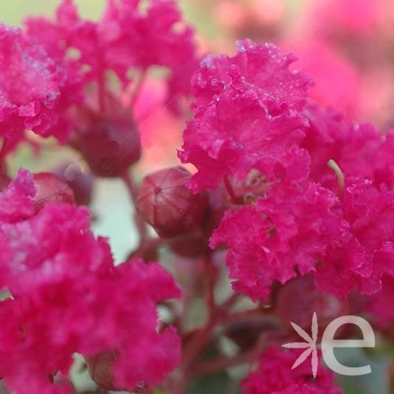 LAGERSTROEMIA indica...