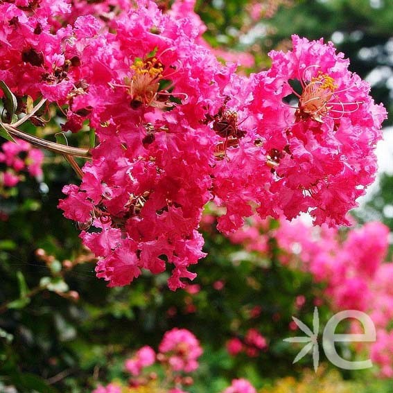 LAGERSTROEMIA indica...