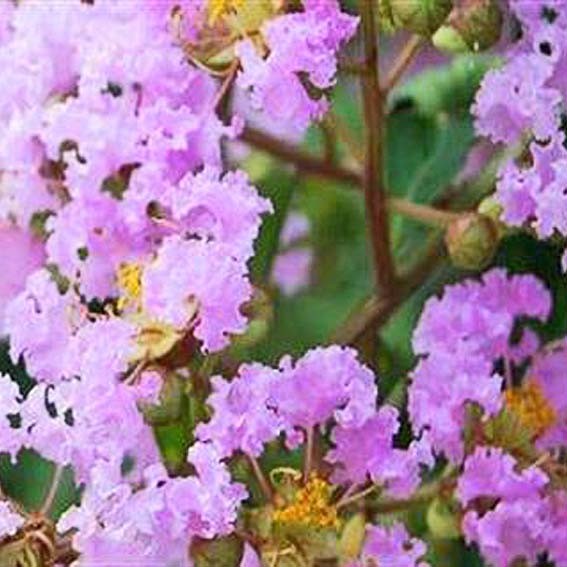 LAGERSTROEMIA indica Petite...