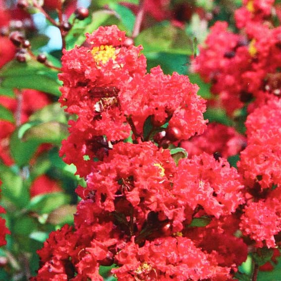 LAGERSTROEMIA indica Red...