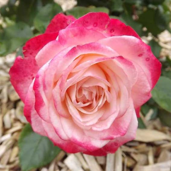 ROSIER parfumé La Garçonne...